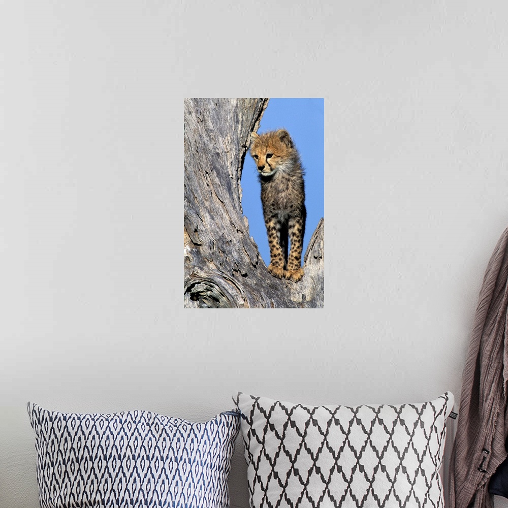 A bohemian room featuring Africa, Kenya, Masai Mara Game Reserve. Cheetah Cub.