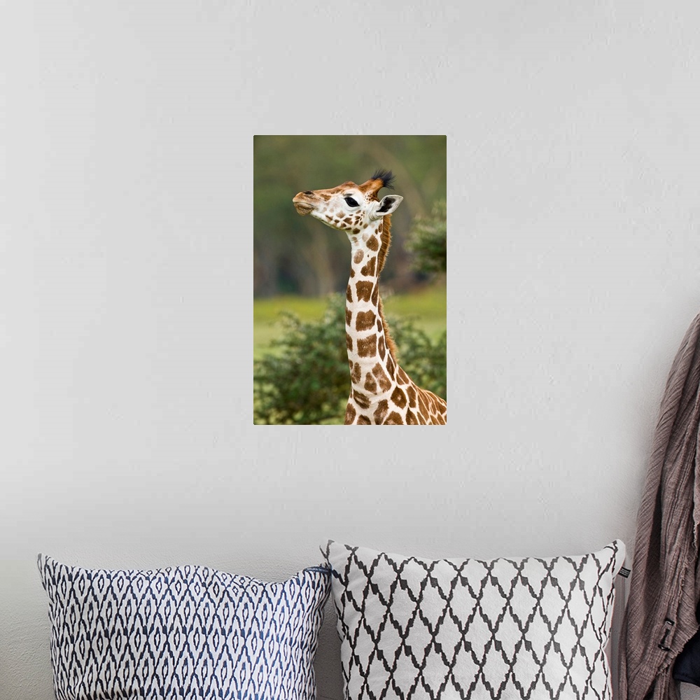 A bohemian room featuring Africa. Kenya. Rothschild's Giraffe baby at Lake Nakuru NP.