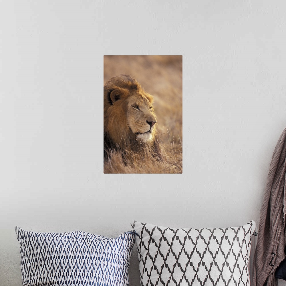 A bohemian room featuring Africa. Male African Lion (Panthera leo)