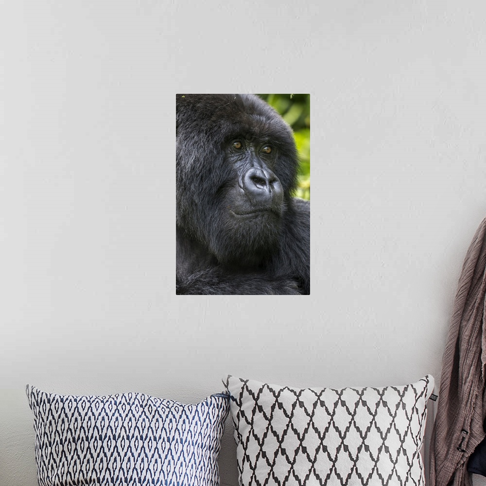 A bohemian room featuring Africa, Rwanda, volcanoes national park, close-up portrait of adult male mountain gorilla (Gorill...