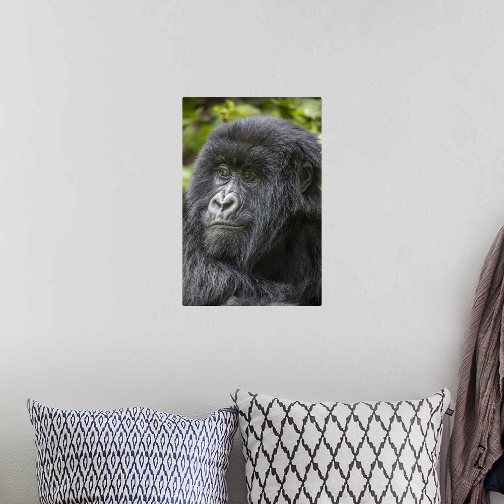 A bohemian room featuring Africa, Rwanda, volcanoes national park, portrait of mountain gorilla (Gorilla Beringei Beringei)...