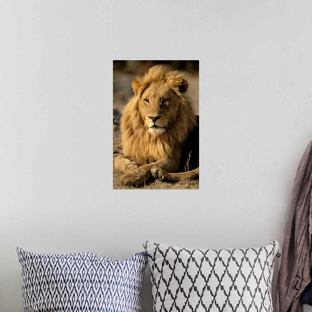 A bohemian room featuring Africa, Sub-Saharan Africa. Lion (Panthera leo)