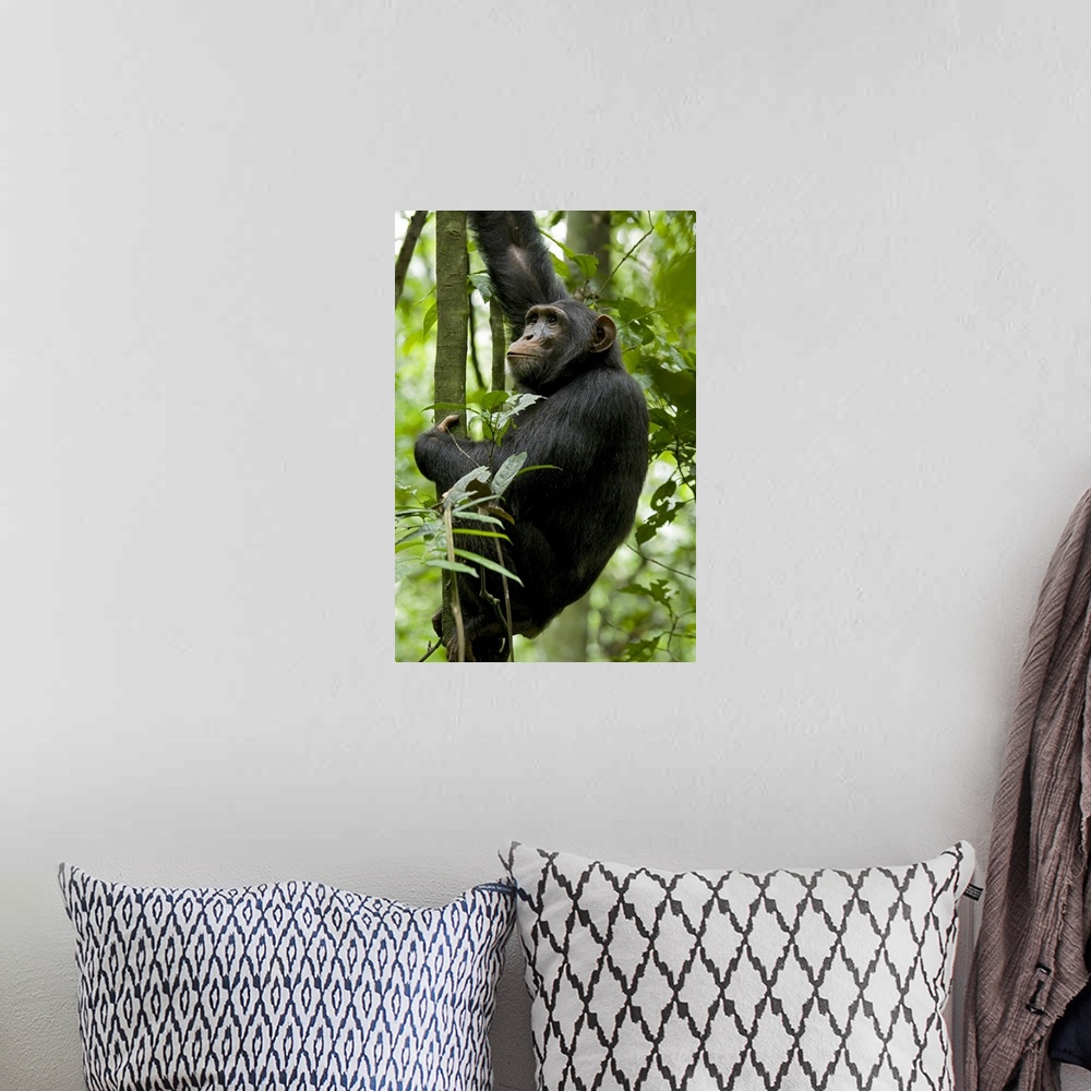 A bohemian room featuring Africa, Uganda, Kibale National Park, Ngogo. A young adult male chimpanzee pauses during a climb ...