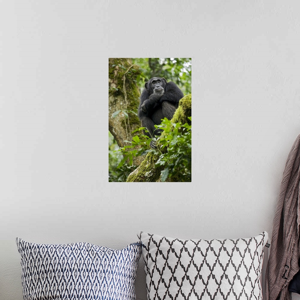 A bohemian room featuring Africa, Uganda, Kibale National Park, Ngogo Chimpanzee Project. A relaxed female chimpanzee sits ...