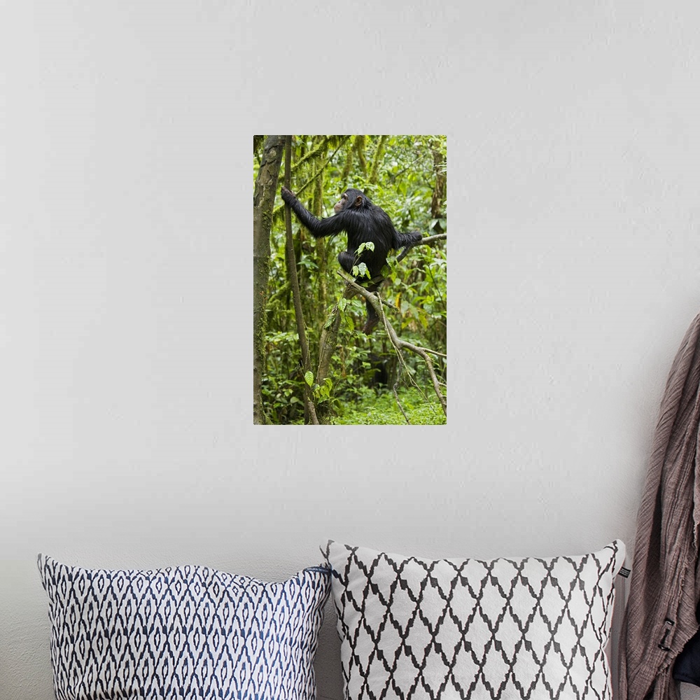 A bohemian room featuring Africa, Uganda, Kibale National Park, Ngogo Chimpanzee Project.  A young chimpanzee wet with rain...