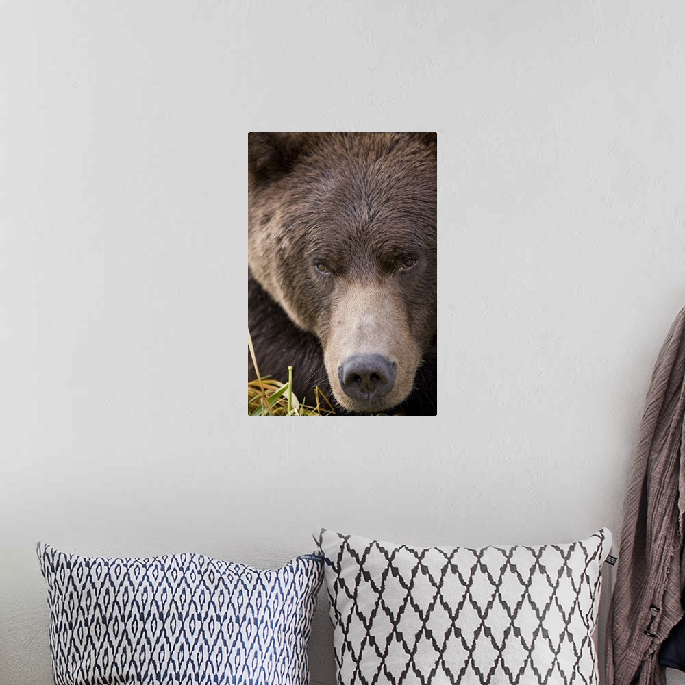 A bohemian room featuring USA, Alaska, Katmai National Park, Kinak Bay, Brown Bear (Ursus arctos) close-up portrait while r...
