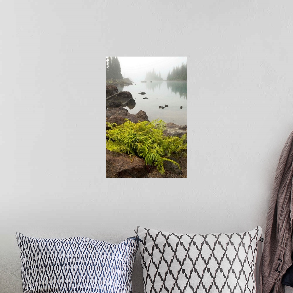 A bohemian room featuring Alpine lady fern, Athyrium alpestre, growing among volcanic rock on the Battleship Islands in the...