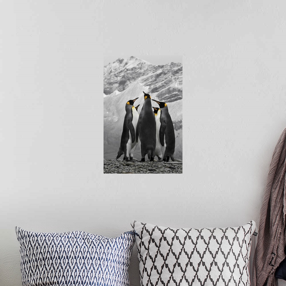 A bohemian room featuring Antarctica, A Conference Of King Penguins