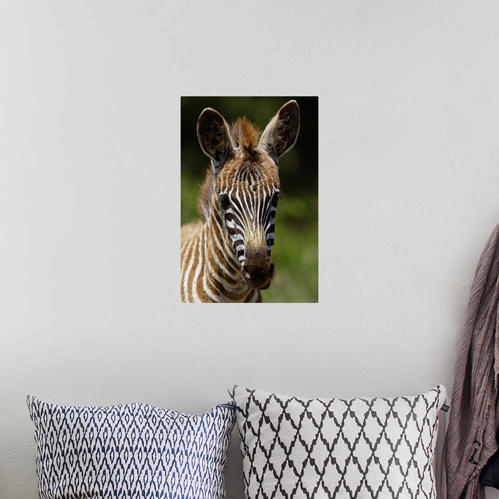 A bohemian room featuring Baby Burchell's Zebra, Equus burchellii, Lake Nakuru National Park, Kenya.