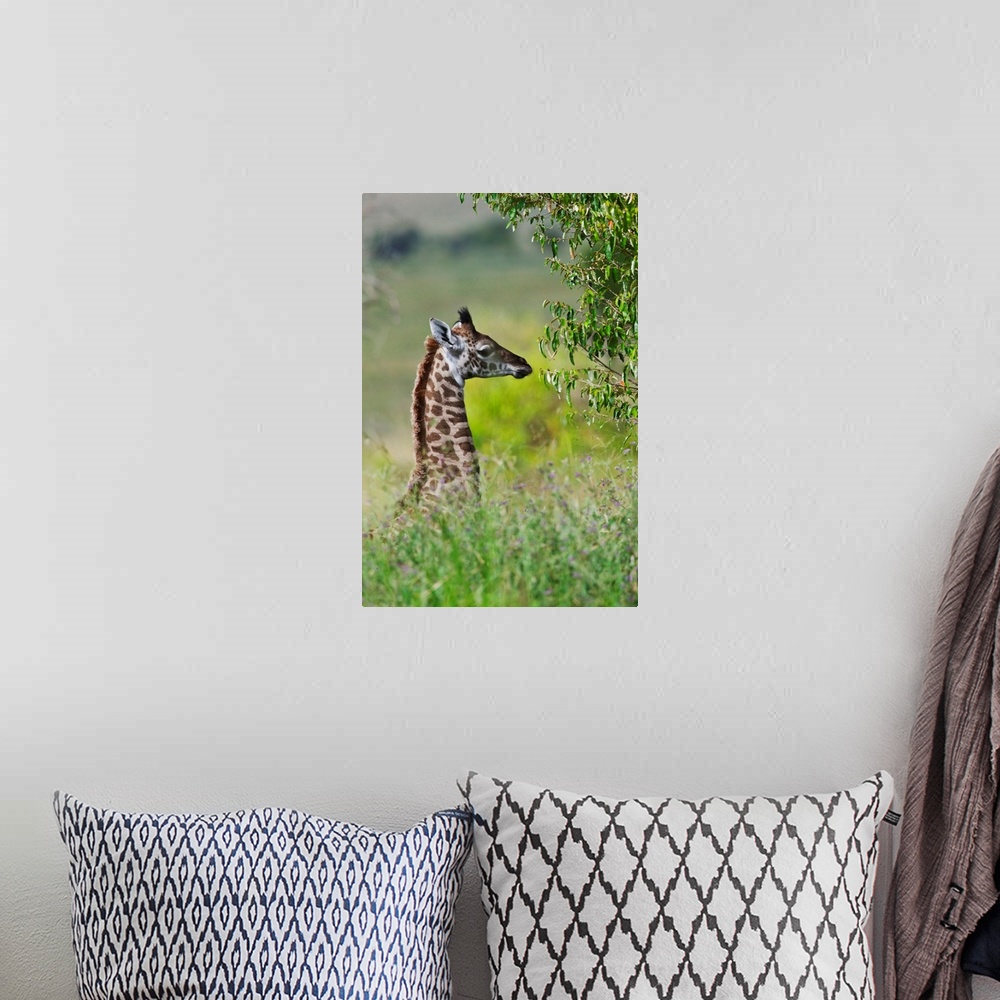 A bohemian room featuring Baby giraffe, Maasai Mara National Reserve, Kenya.