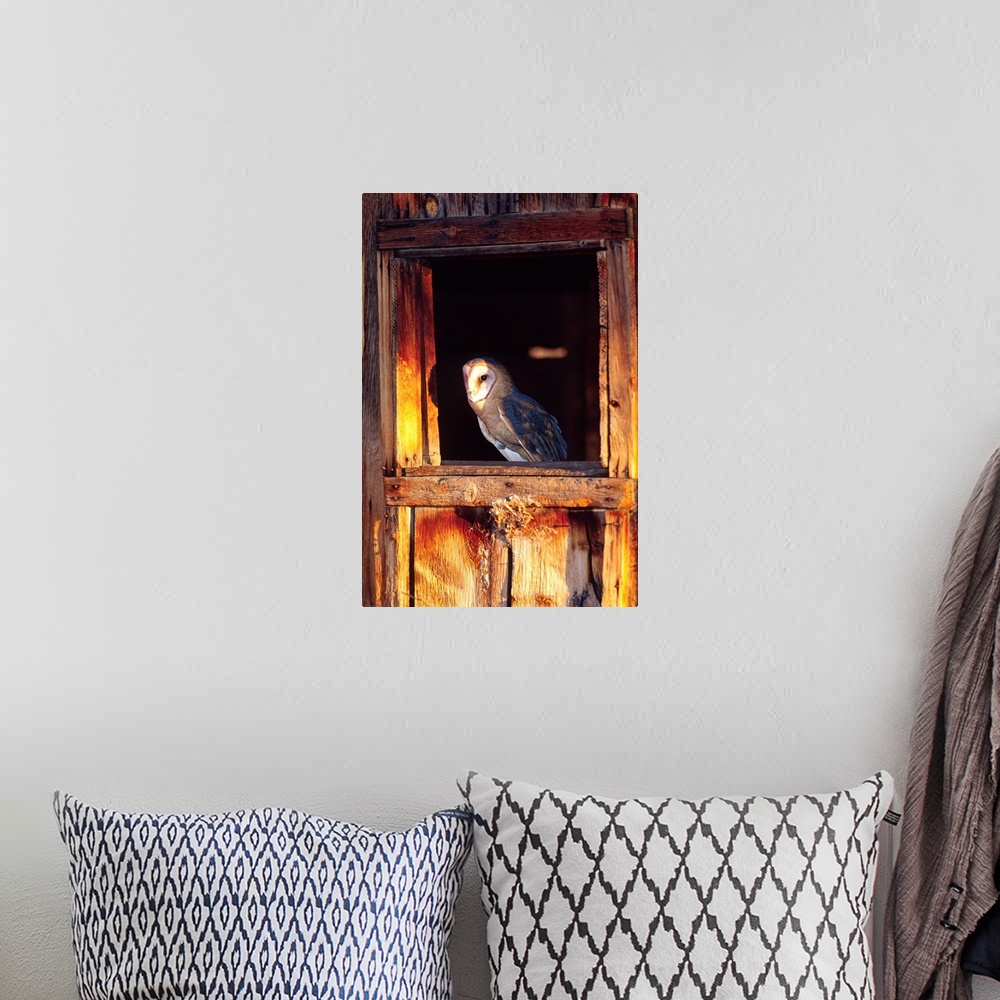A bohemian room featuring Barn Owl.Tylo alba.Native to Southern US