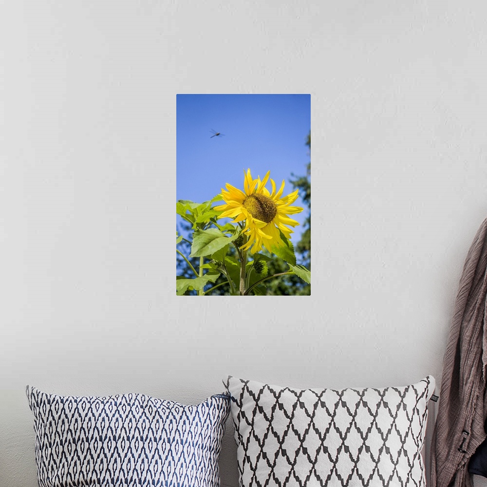 A bohemian room featuring Bellevue, Washington State, USA. Dragonfly in flight over sunflower plant on a sunny day. United ...