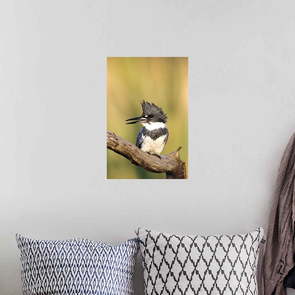 A bohemian room featuring Belted Kingfisher, Megaceryle alcyon,male lcalling, Willacy County, Rio Grande Valley, Texas, USA...