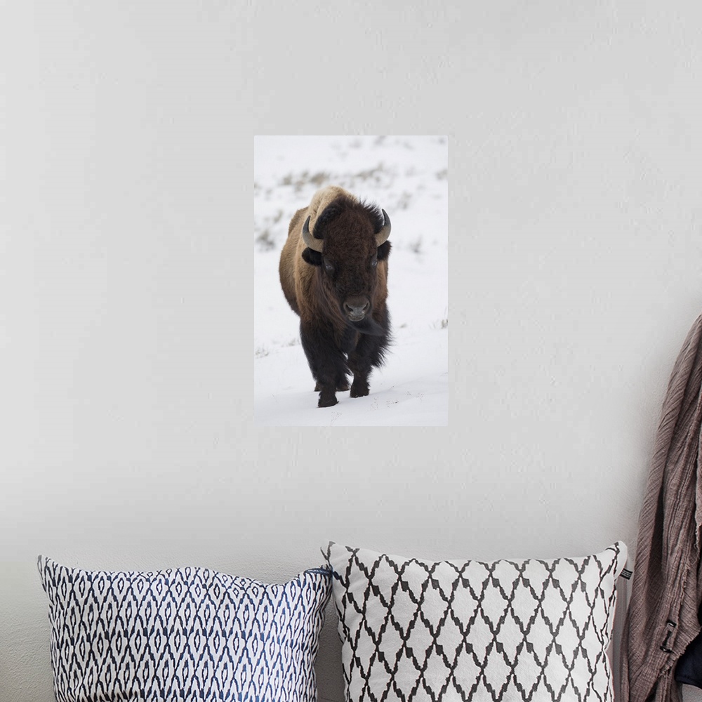 A bohemian room featuring Bison Winter Bull