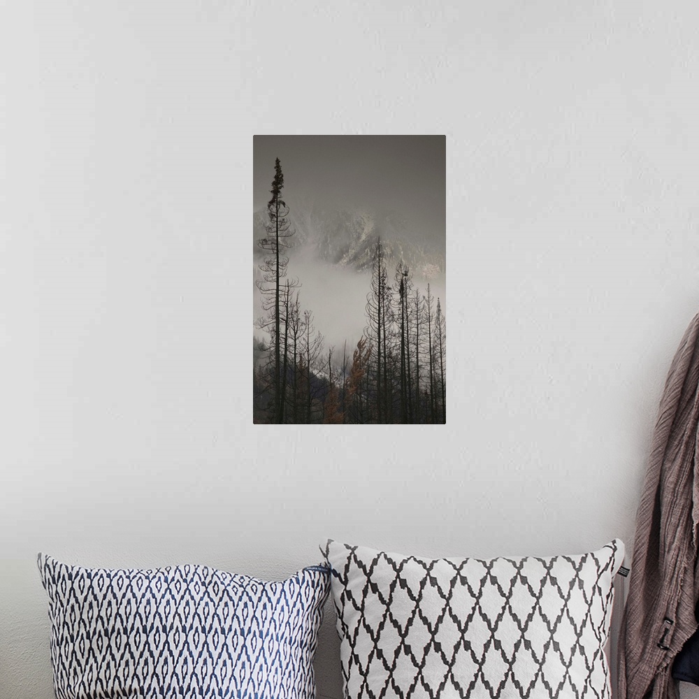A bohemian room featuring British Columbia, Kootenay National Park, First Snow on Trees by Stanley Mountain