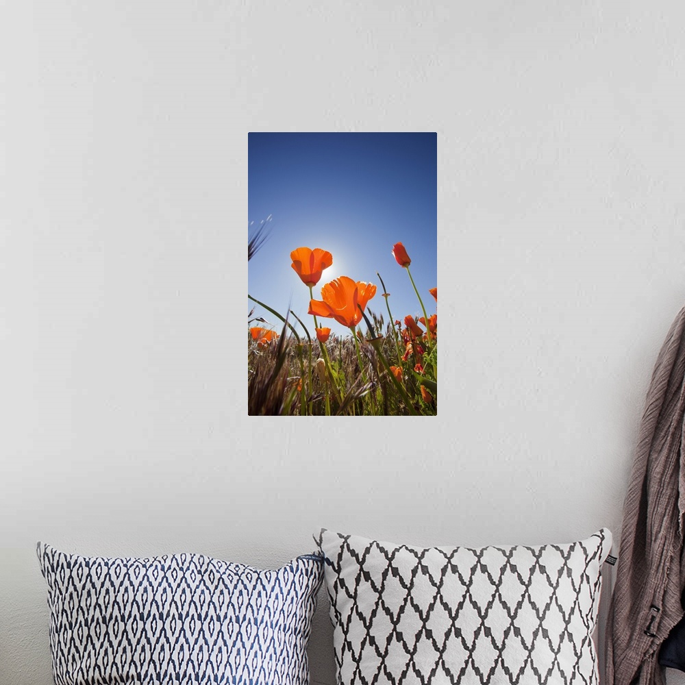 A bohemian room featuring California, Antelope Valley near Lancaster, poppies with sun and blue sky.