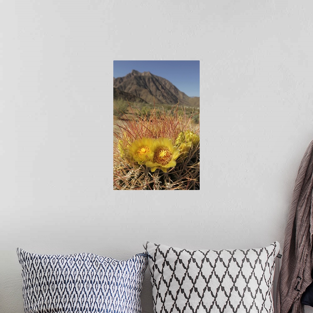 A bohemian room featuring USA, California, San Diego County. Blooming Barrel Cactus at Anza-Borrego Desert State Park.