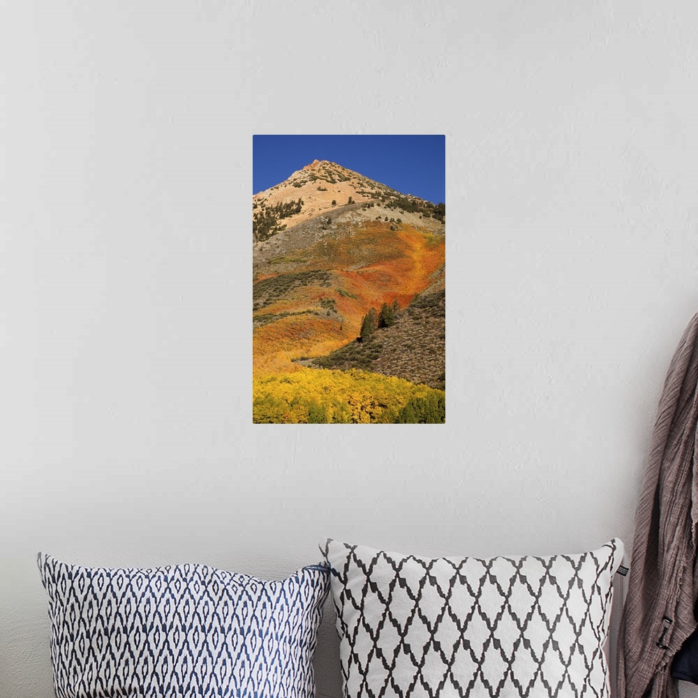 A bohemian room featuring USA, California, Sierra Nevada Mountains. Autumn color on mountain near North Lake.