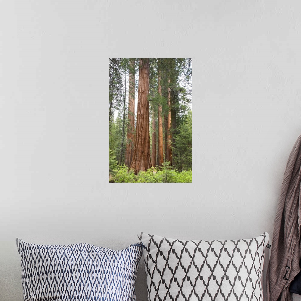 A bohemian room featuring California, Yosemite National Park, Sequoia trees at Mariposa Grove.