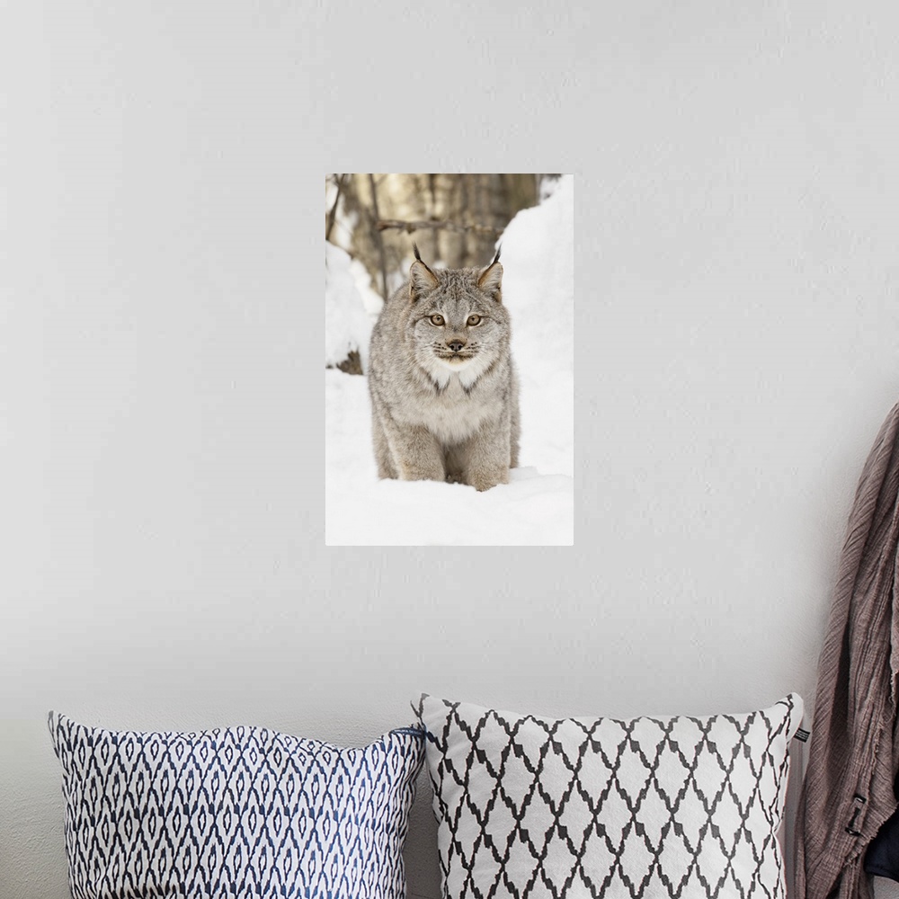 A bohemian room featuring Canada lynx in winter, lynx canadensis, controlled situation.