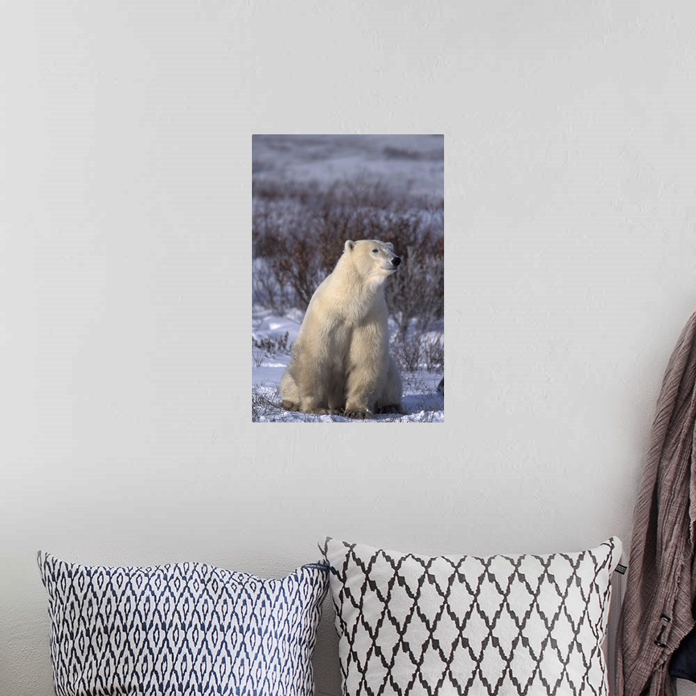 A bohemian room featuring NA, Canada, Manitoba, Churchill.A polar bear (Ursus maritimus) sits in a dog-like pose near Hudso...