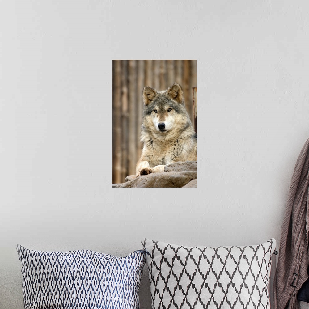 A bohemian room featuring Captive Gray Wolf (Canis lupus), Folsom City Zoo Sanctuary, Folsom, California