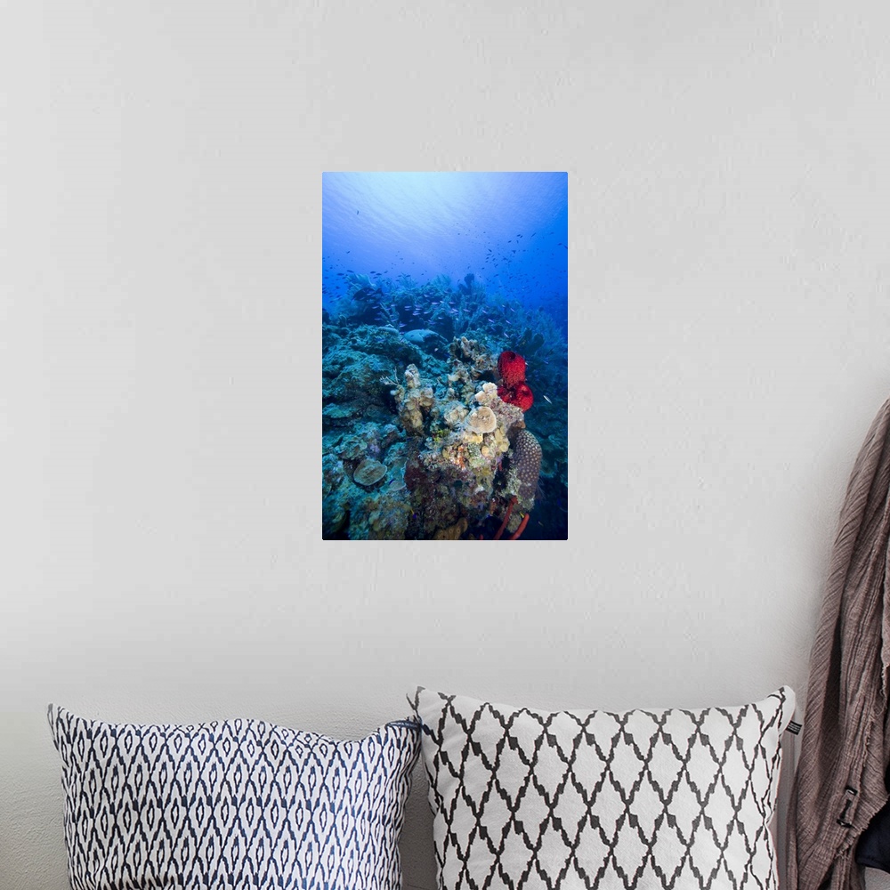 A bohemian room featuring Cayman Islands, Little Cayman Island, Underwater view of Coral reef along Bloody Bay Wall
