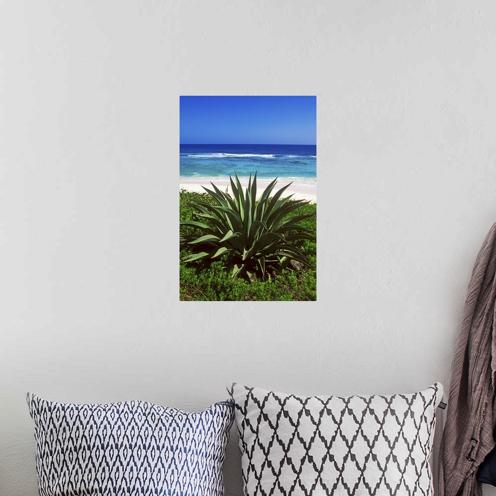 A bohemian room featuring Century plants lining up the beaches of Cat Island, Bahamas.