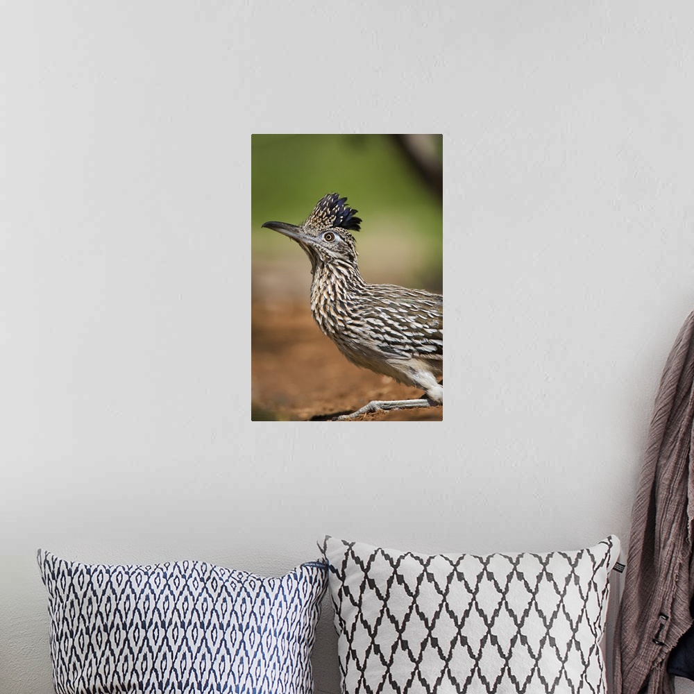 A bohemian room featuring Texas, Rio Grande Valley, close-up of adult greater roadrunner bird.