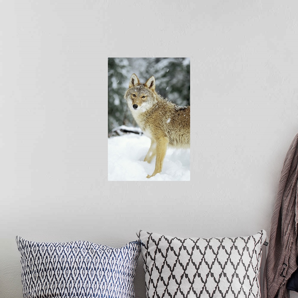 A bohemian room featuring Coyote (Canis latrans) in the snow in the foothills of the Takshanuk mountains, northern southeas...