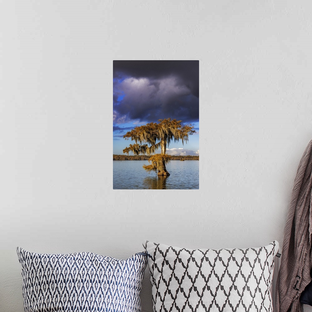 A bohemian room featuring Cypress trees in autumn at Lake Martin near Lafayette, Louisiana, USA.