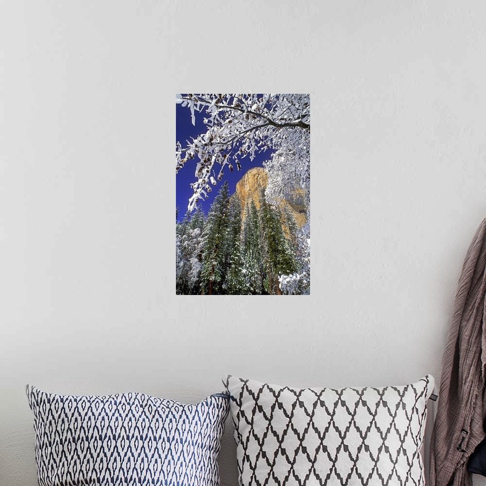 A bohemian room featuring USA, California, Yosemite National Park. El Capitan framed by snow-covered black oaks in winter.