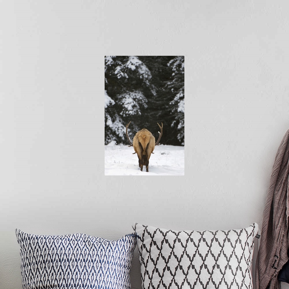 A bohemian room featuring Elk, Cervus elaphus, Banff National Park, Alberta, Rocky Mountains