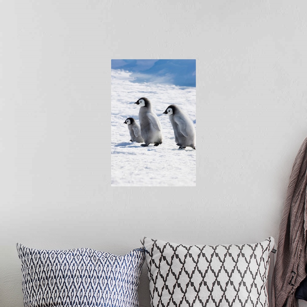 A bohemian room featuring Emperor Penguin (Aptenodytes forsteri) chicks on ice, Snow Hill Island, Antarctica.