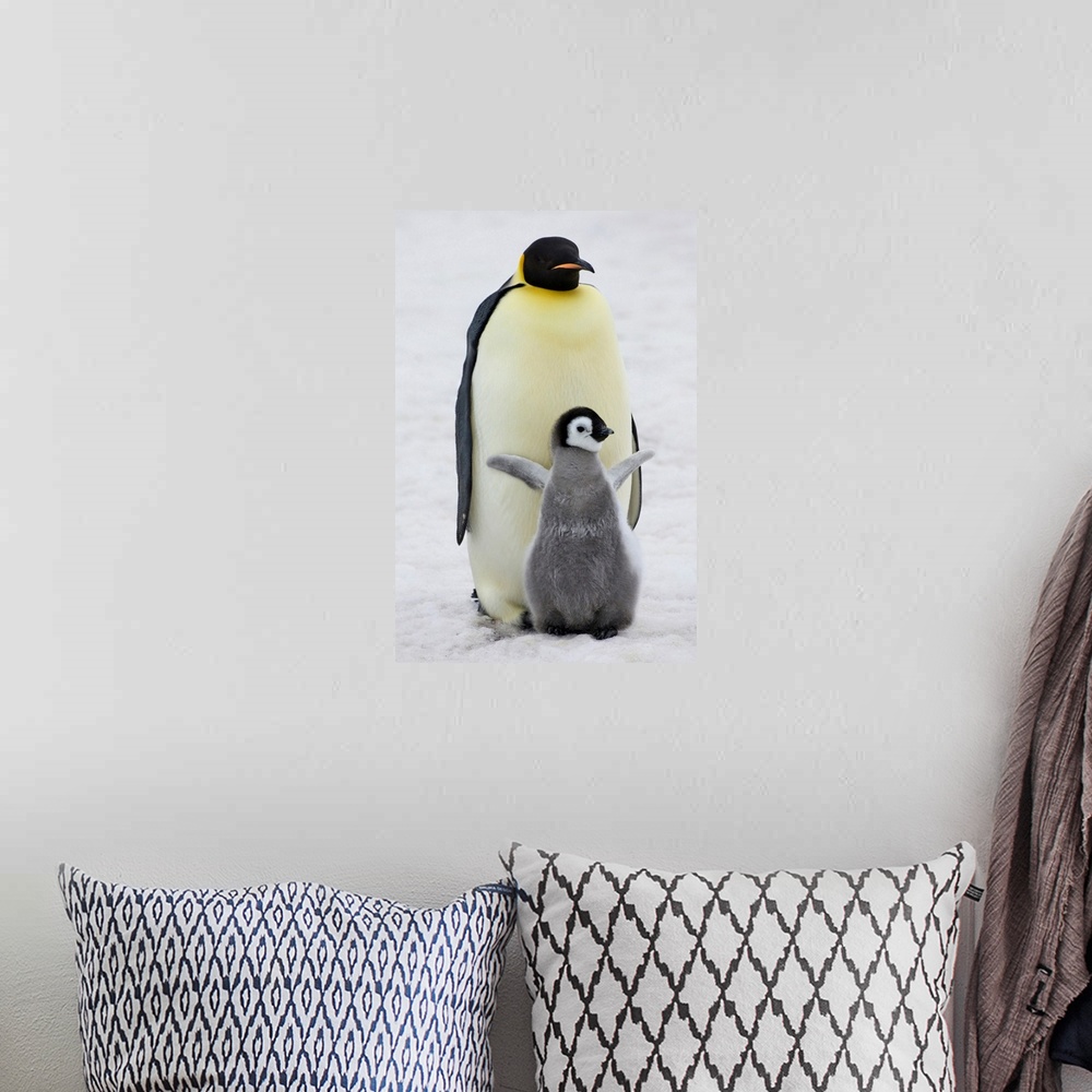 A bohemian room featuring Emperor Penguin (Aptenodytes forsteri) parent with chick on ice, Snow Hill Island, Antarctica.