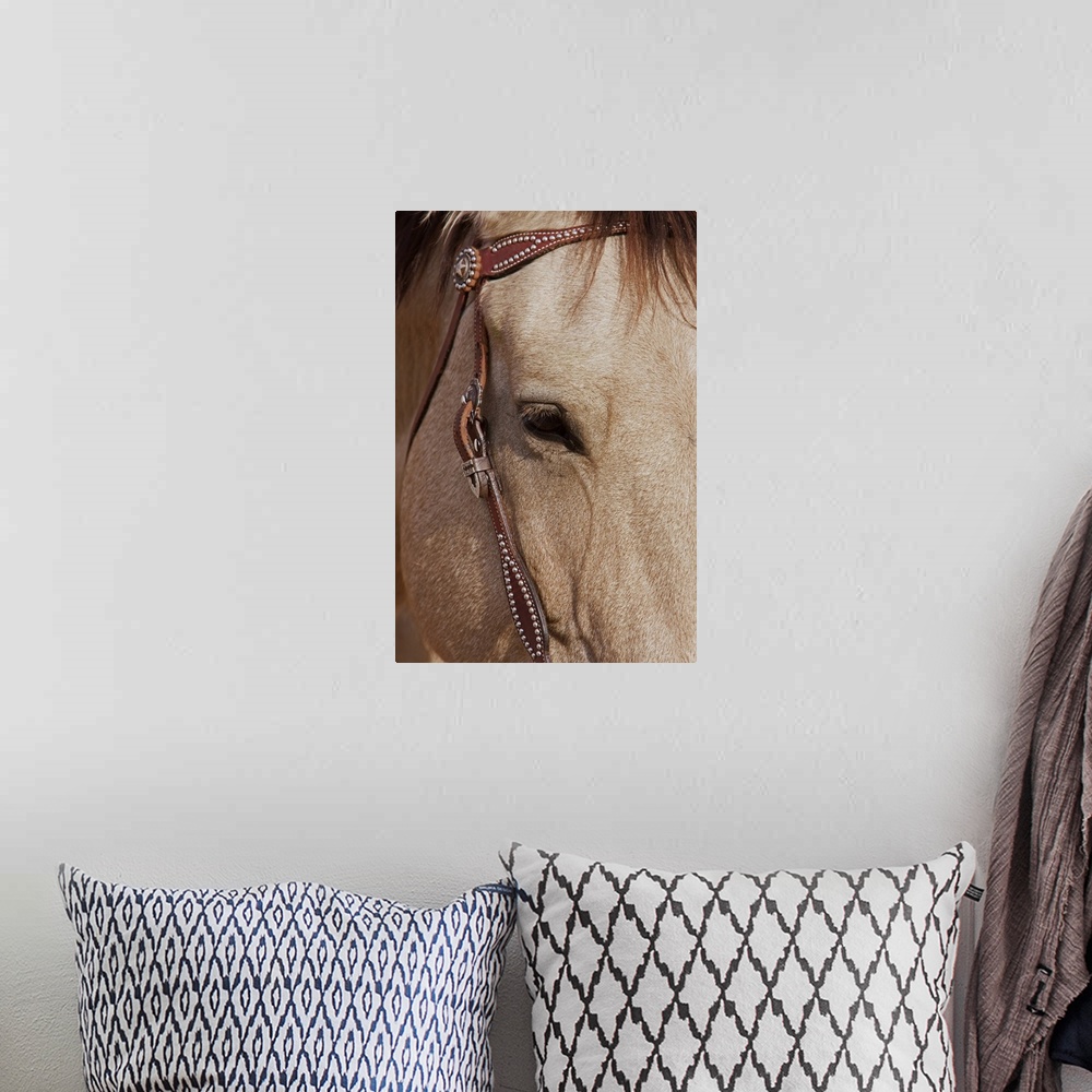 A bohemian room featuring Face of a Quarter Horse in the Big Horn Mountain of Shell, Wyoming.