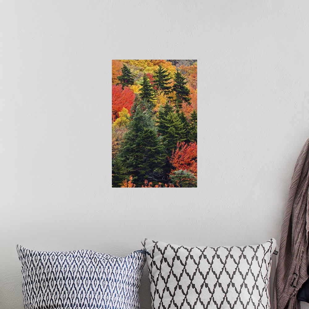 A bohemian room featuring Fall colors in the southern Appalachian Mountains near Grandfather Mountain, North Carolina