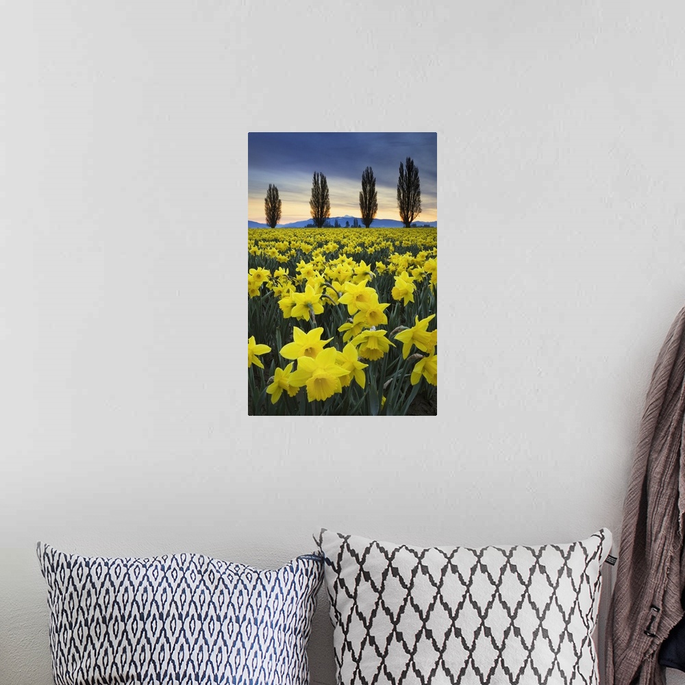 A bohemian room featuring Fields of yellow daffodils in late March, Skagit Valley, Washington State
