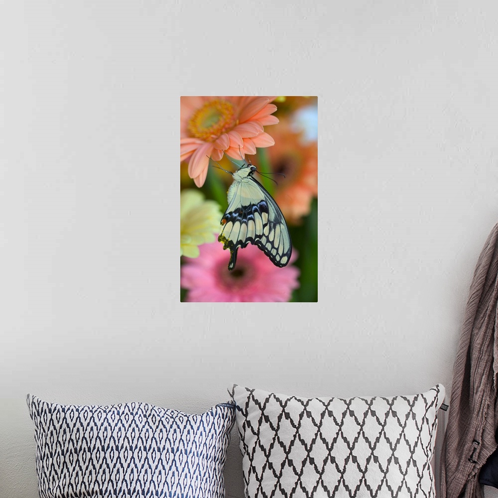 A bohemian room featuring Giant Swallowtail Butterfly.