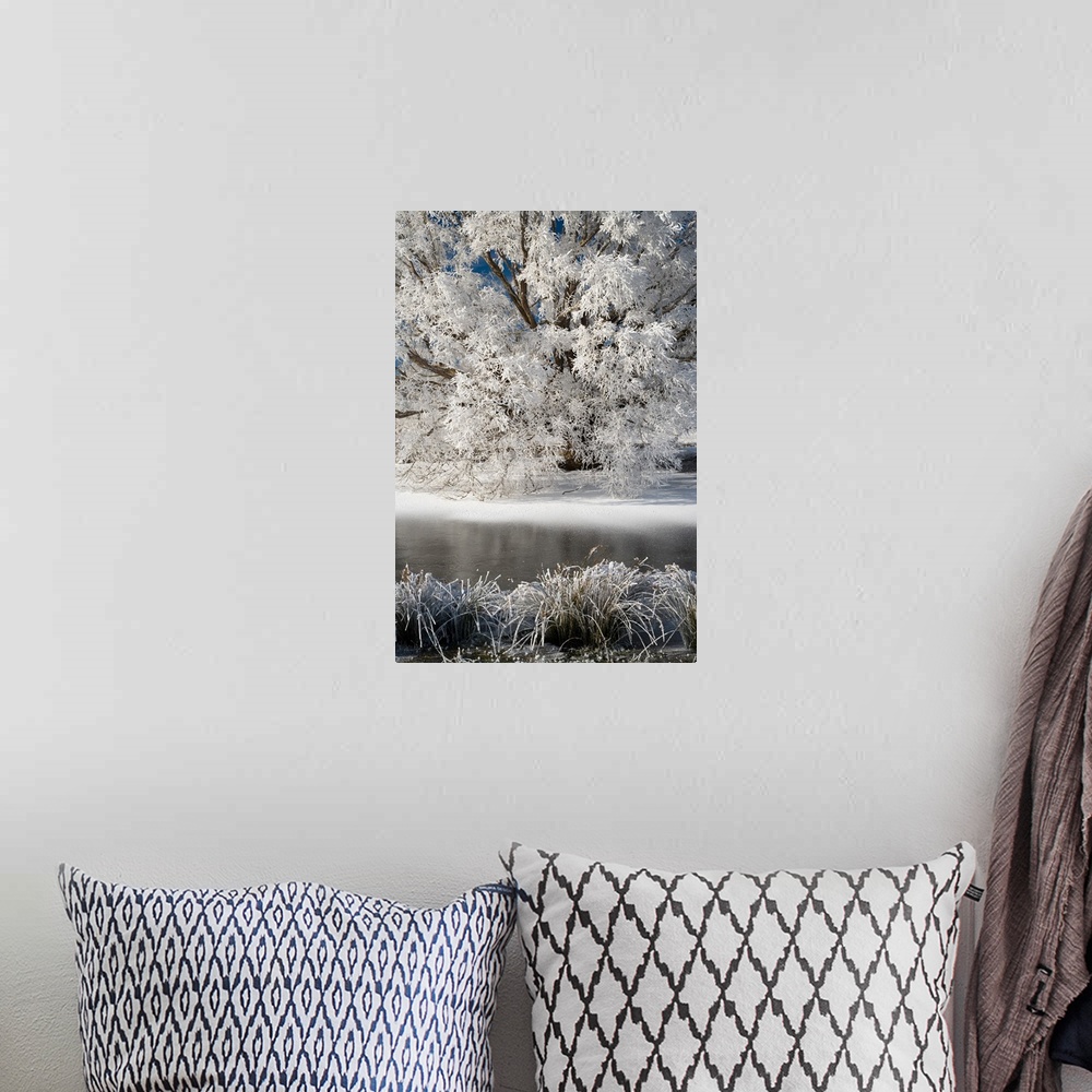 A bohemian room featuring Hoar Frost on Willow Tree, near Omakau, Central Otago, South Island, New Zealand