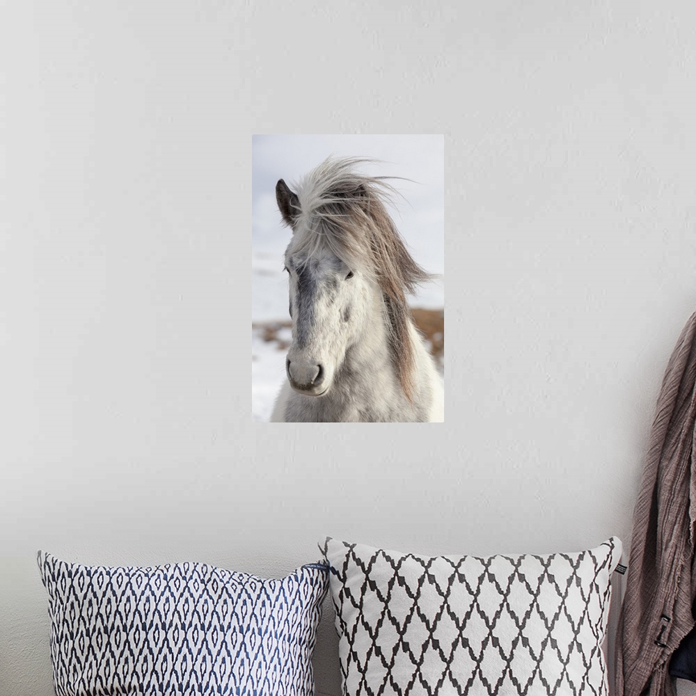A bohemian room featuring Icelandic Horse with typical winter coat, Iceland.