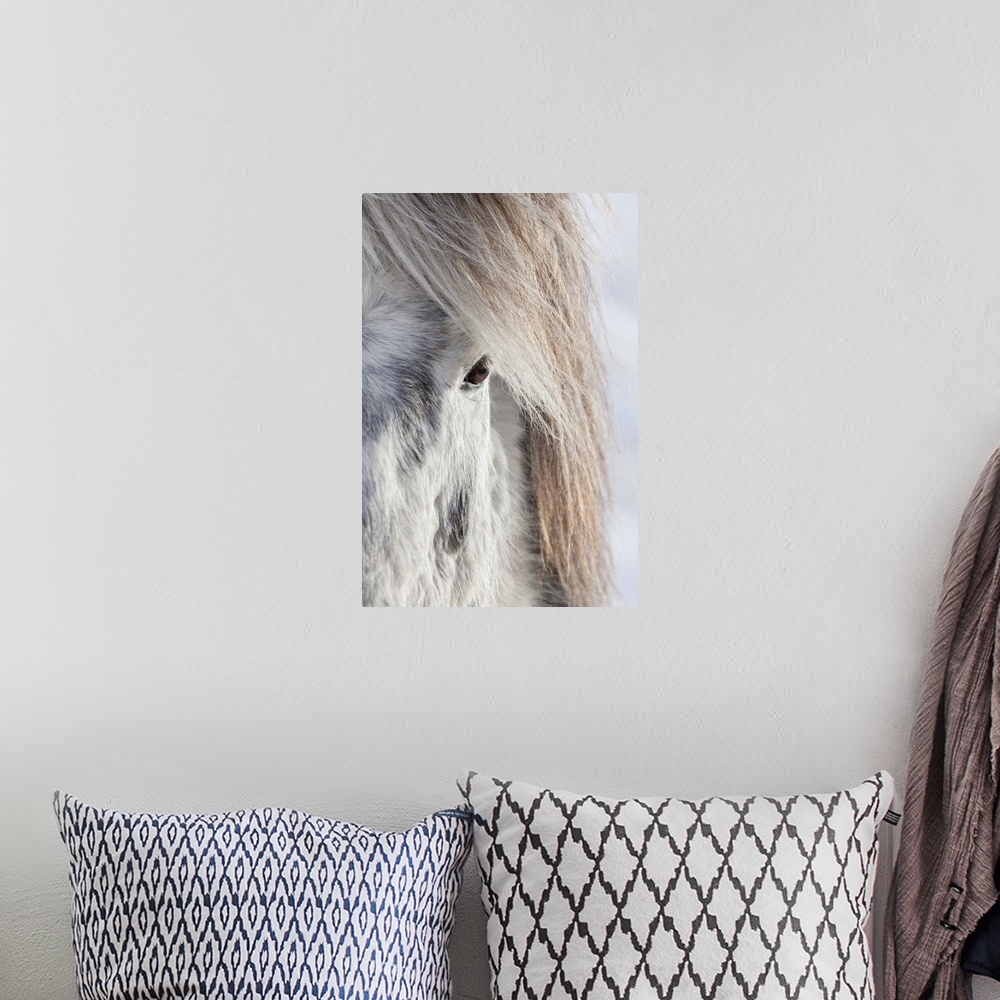 A bohemian room featuring Icelandic Horse with typical winter coat, Iceland.