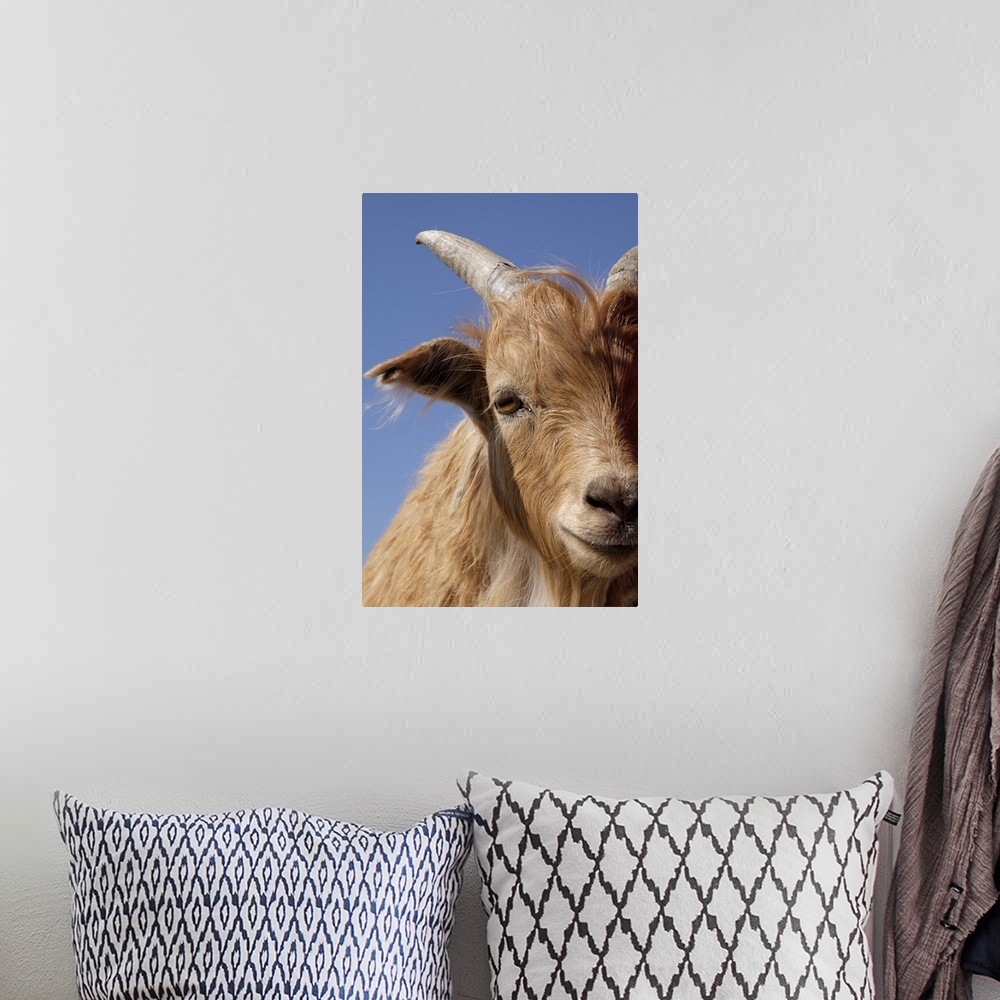 A bohemian room featuring Inner Mongolian Cashmere goat, Western Mongolia.