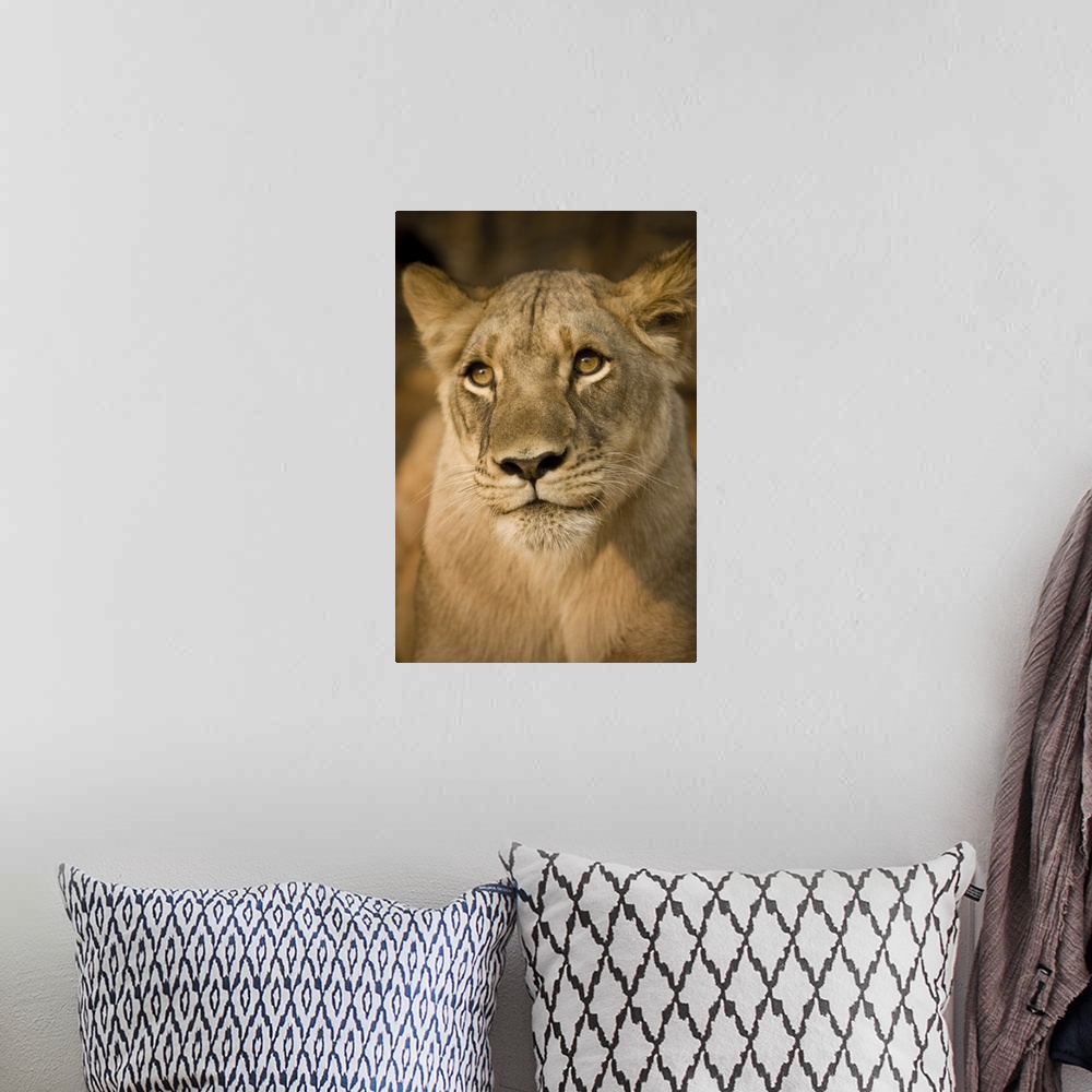 A bohemian room featuring Livingstone, Zambia, Africa. Close-up of a lioness.
