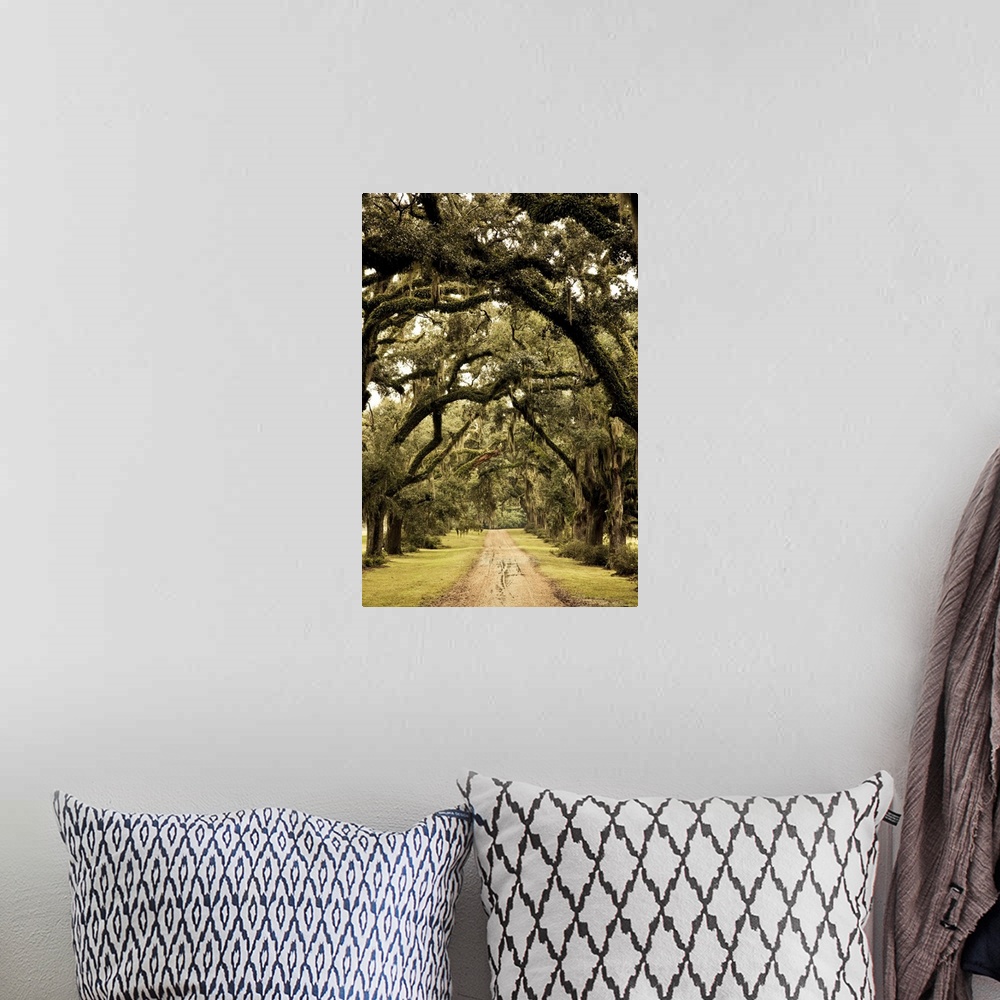 A bohemian room featuring USA, Louisiana, St. Francisville. Oak trees on former plantation.
