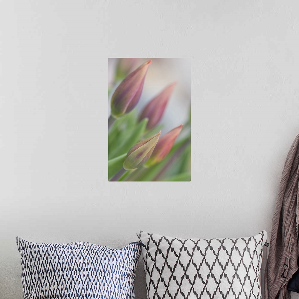 A bohemian room featuring USA, Maine, Harpswell. Tulip buds in a flower garden on a foggy day.