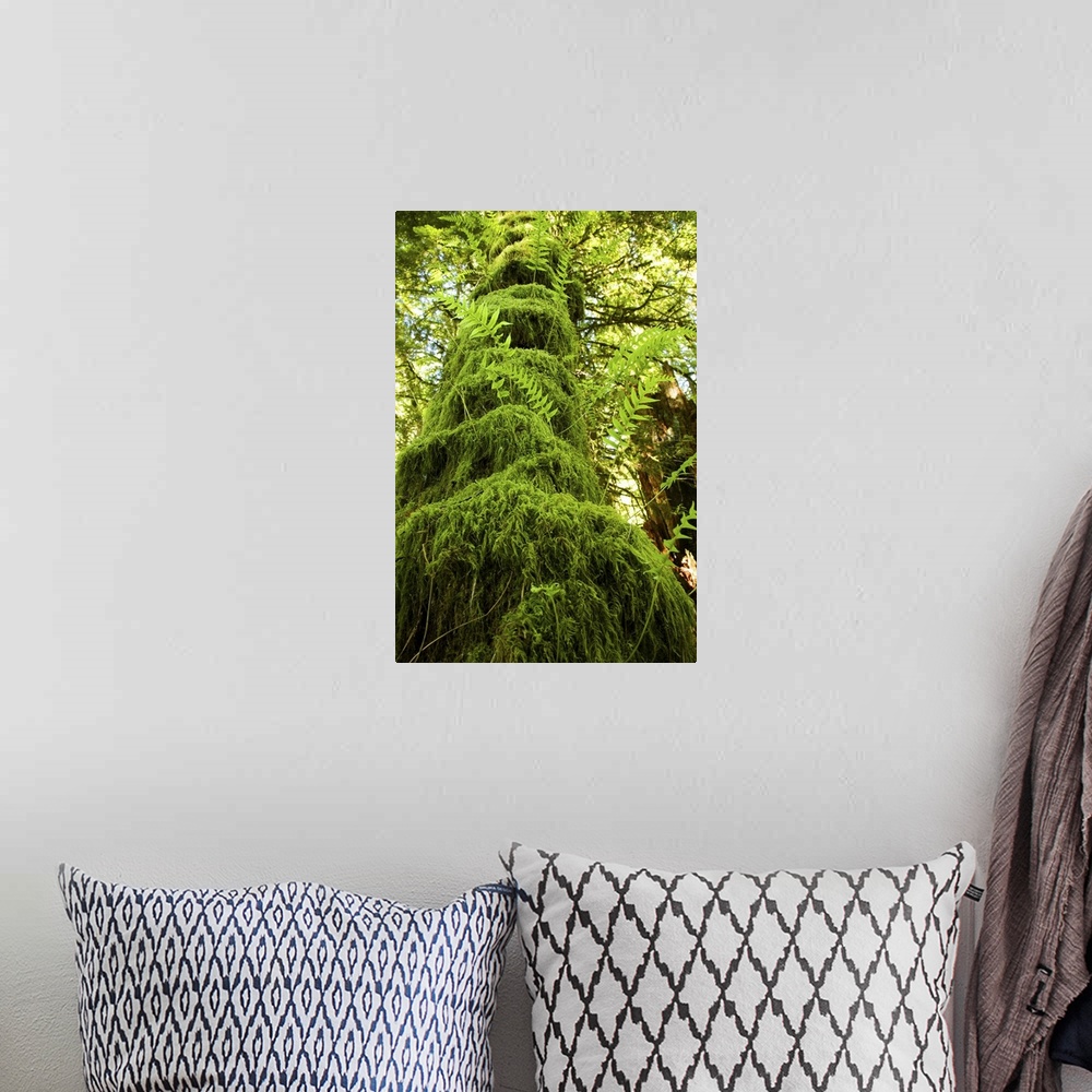 A bohemian room featuring Mossy tree, Gibsons, BC, Canada