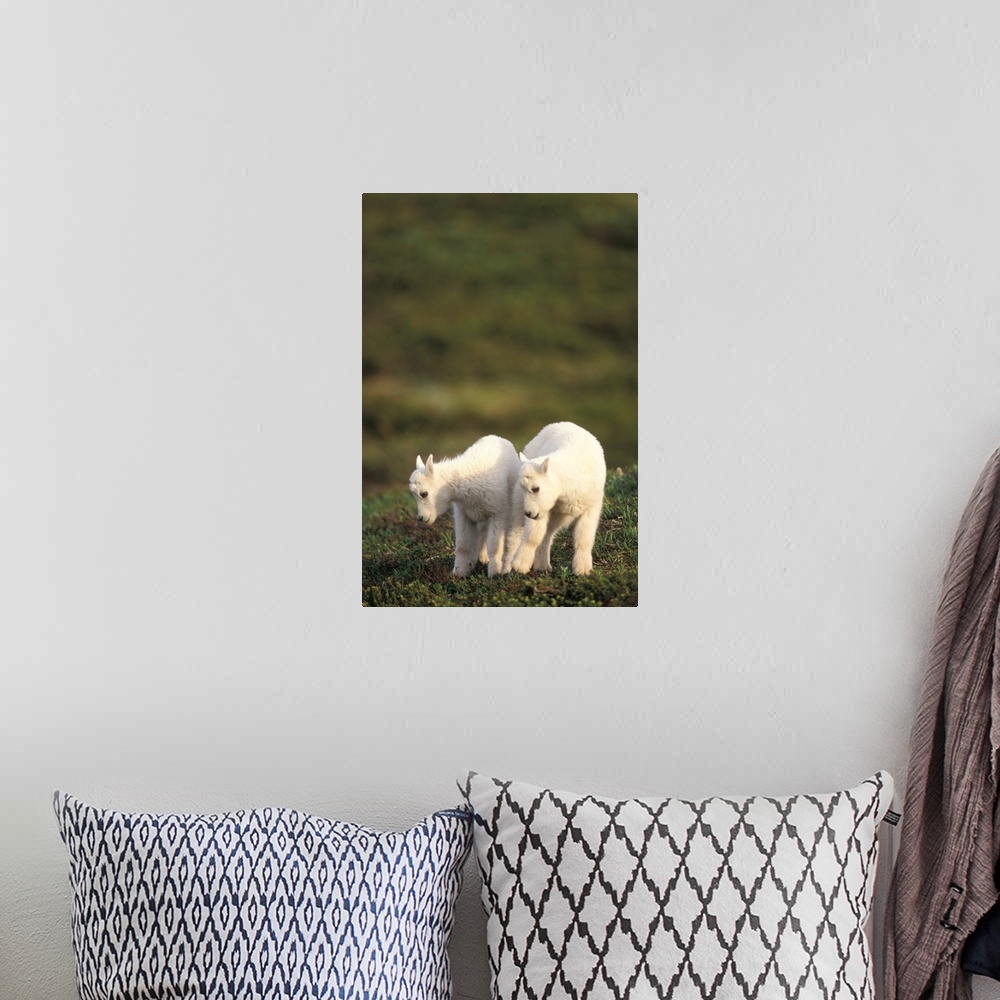 A bohemian room featuring Mountain Goats (Oreamnos americanus), pair of young kids at Exit Glacier, Kenai Fjords National P...