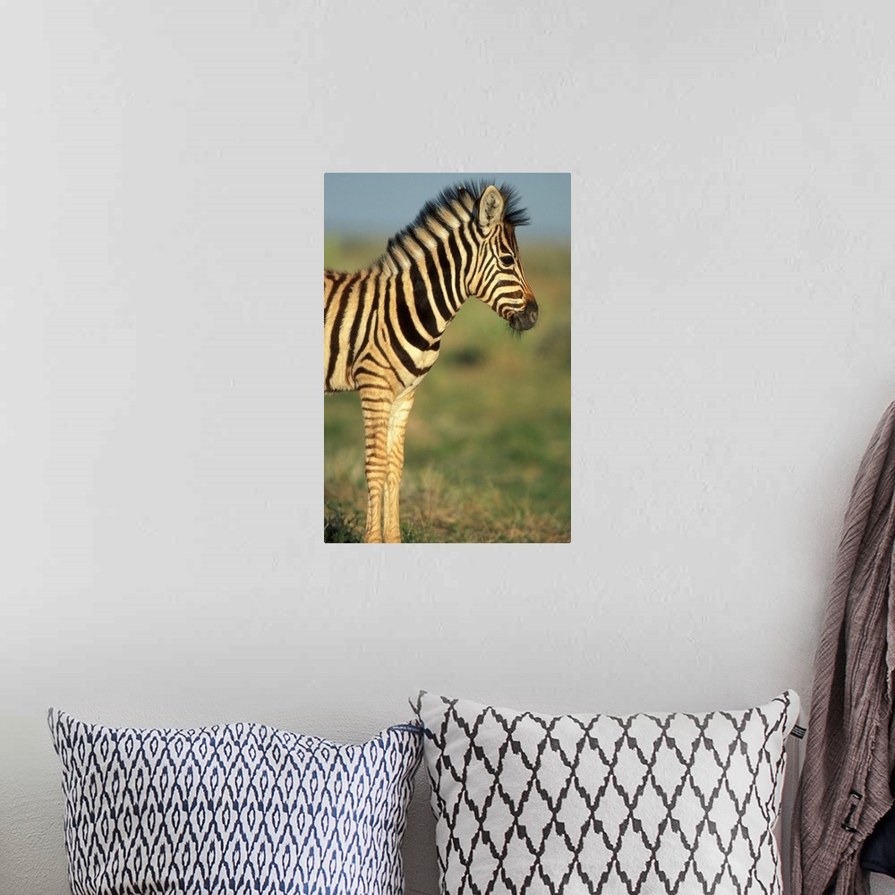 A bohemian room featuring Namibia, Etosha National Park, Young Plains Zebra in desert (Equus burchelli).