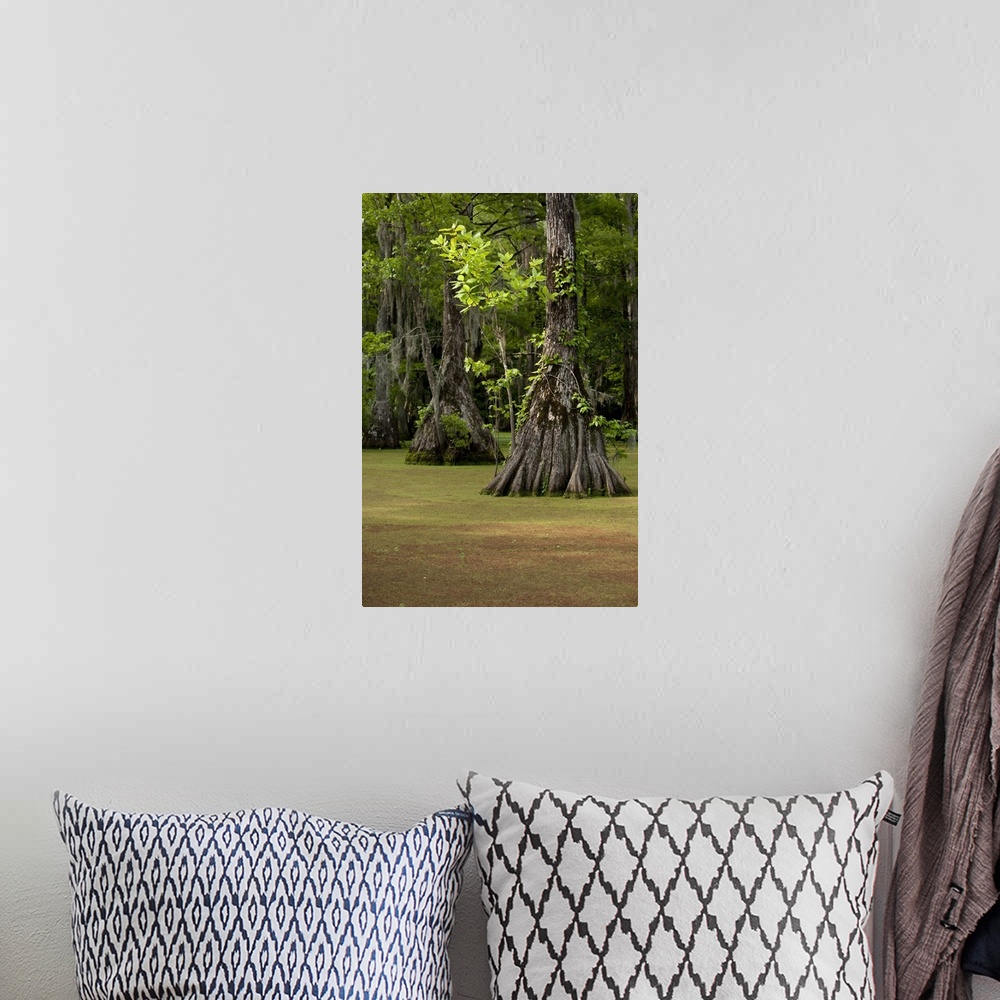 A bohemian room featuring USA, North Carolina, Merchants Millpond State Park, Cypress trees growing in swamp green with duc...